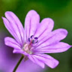 Meet your Posher, Yumna